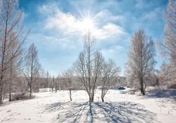 Snowcapped trees in the glistening sunshine, bright winter day