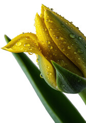 Vibrant yellow flower bud actively unfurling, a soft petal revealing intricate interior with glistening dew drops, on a transparent studio background with bokeh, concept of delicate botanical beauty