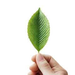 Hand holding a textured green leaf against a black background