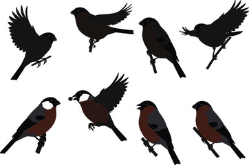 "Beautiful bullfinch bird vector illustration collection showing flying and perched poses, detailed plumage, natural colors, realistic wildlife artwork design"