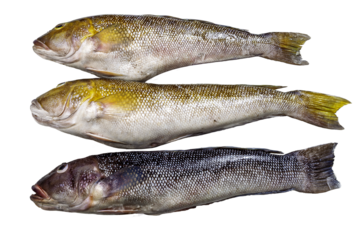 Namorado is the common name used to designate the fish Pseudopercis numida, of the family of penguipedidae, from salty tropical waters