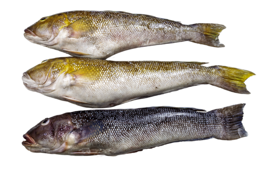 Namorado is the common name used to designate the fish Pseudopercis numida, of the family of penguipedidae, from salty tropical waters