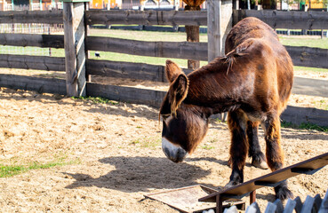 Brown Poitou donkey with long thick hair, close-up. Copy space for text, zoological garden