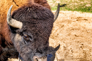 The black bison is an extinct species of the bison genus of the bovid family in the wild, close-up