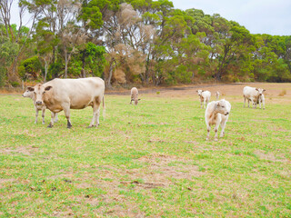 Cows and calves grazing on the green pasture