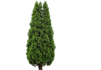 Isolated Thuja evergreen tree on a neutral background, landscaping design element