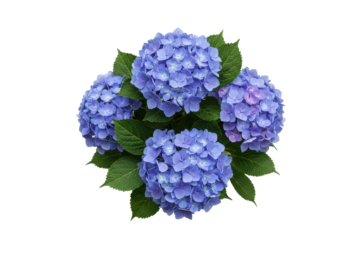 Isolated light-blue hydrangea blossoms cluster, flower head with green leaves and petals