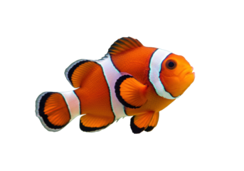 Isolated orange Clown Anemonefish, Amphiprioninae, marine aquarium fish of the Pacific ocean