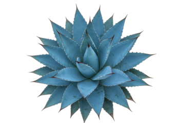 Isolated Agave Blue Wave, rosette of stiff succulent leaves with sharply toothed margins