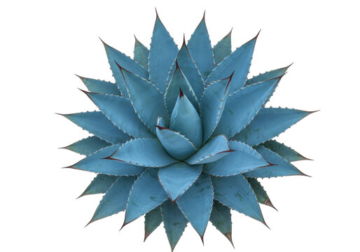 Isolated Agave Blue Wave, rosette of stiff succulent leaves with sharply toothed margins
