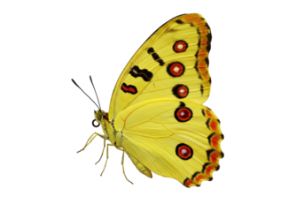 Isolated specimen of a bright yellow butterfly with striking markings on wings for science