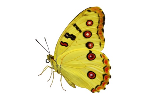 Isolated specimen of a bright yellow butterfly with striking markings on wings for science - Powered by Adobe