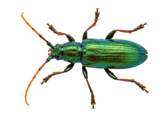 Isolated iridescent longhorn beetle, a close-up macro shot with unique textured exoskeleton