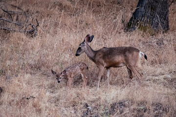 California Black Tail Deer