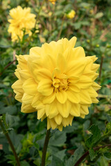 Yellow dahlia