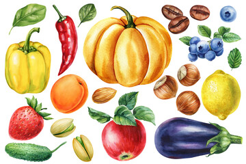 Watercolor Fruits and Vegetables . Pumpkin, Apple, Lemon, Strawberry, Blueberry, Pepper, Nuts and Coffee Beans Illustration