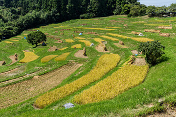 千葉県鴨川市 日本の棚田百選 大山千枚田の棚田