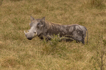 A Common Warthog (Phacochoerus africanus) with prominent tusks and mane stands in the savanna grassland of Amboseli National Park