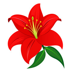 red lily flower