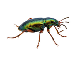 Isolated ground beetle, carabid beetle—metallic green and yellow insect on display for examination