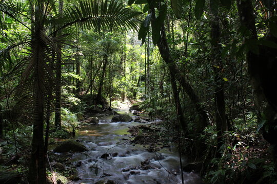 river or stream flowing through rainforest in daintree national park, australia 