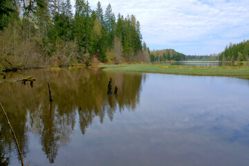Obraz premium Still Lake Reflecting Forest in Early Spring – Eye-Level View of Serene Water, Lush Greenery, and Cloudy Sky in Remote Natural Reserve
