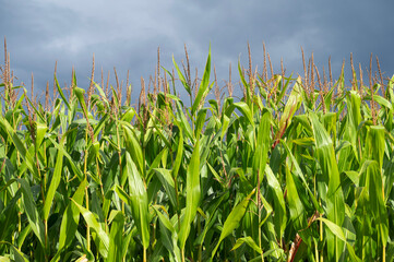 pole z kukurydzą