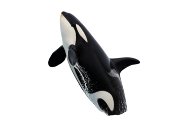 Isolated killer whale leaping, ocean marine mammal swimming, black and white animal, aquatic life