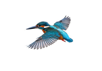 Isolated common kingfisher bird flying, beautiful alcedo atthis, spreading wings in flight