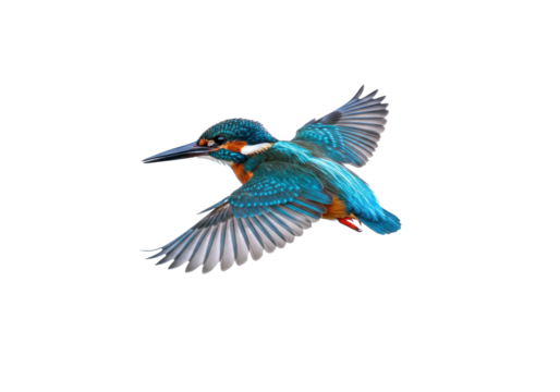Isolated common kingfisher bird flying, beautiful alcedo atthis, spreading wings in flight