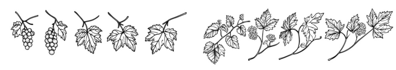 The silhouette of grapevine borders is characterized by leaves and twisting vines