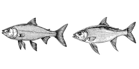 Obraz premium Kippers is the subject of a modern watercolor painting that has been isolated on a white background