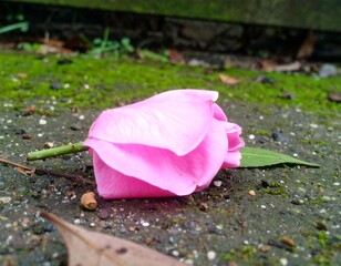 Pink rose on the ground