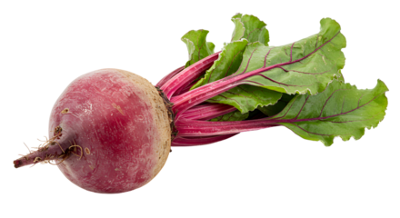 Freshly Harvested Beetroot with Vibrant Green Leaves and Striking Red Veins