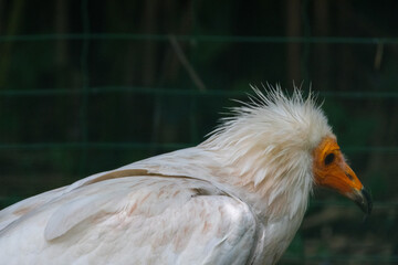 Vautour percnoptère