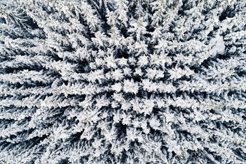 Top-down drone view reveals the densely packed, heavy, snow-covered branches of a conifer forest.