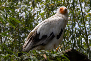 Vautour percnoptère