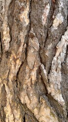 Vertical photo of cracked pine bark close up. 