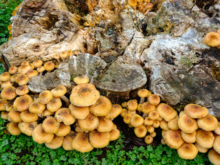 A lot of  honey mushrooms growing on a stump