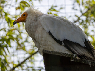 Vautour percnoptère