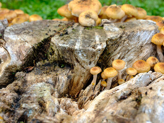 Mushrooms growing on a stump