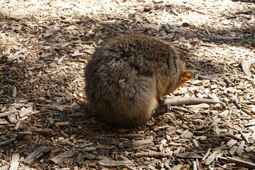 Quokka on Rottnest Island in Perth, Australia - オーストラリア パース ロットネスト島 クオッカ


