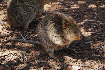 Naklejka premium Quokka on Rottnest Island in Perth, Australia - オーストラリア パース ロットネスト島 クオッカ