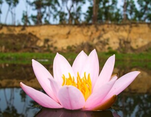 Pink water lily in tranquil pond