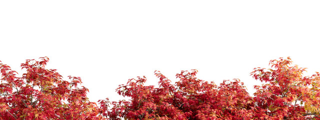red autumn leaves tree branches isolated on white