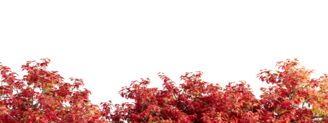 red autumn leaves tree branches isolated on white