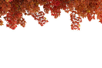 red autumn leaves tree branches on border isolated on white