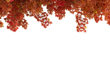 red autumn leaves tree branches on border isolated on white