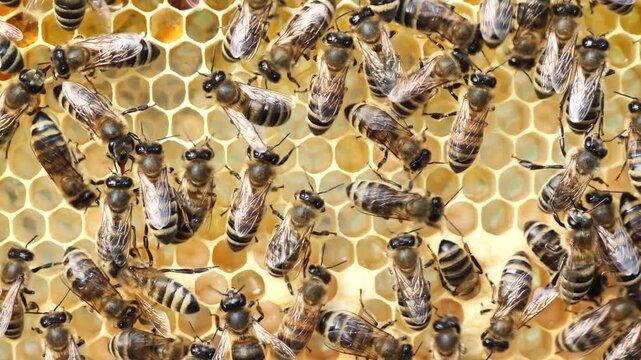 Bees cover the larvae with wax for their further development into an insect._
