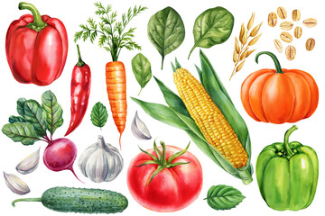 Watercolor Vegetables Set. Corn, Carrot, Tomato, Pumpkin, Cucumber, Peppers Chili and Spinach botanical Illustration